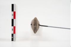 Foto von Schleifstein (NHMW-PRAE-025151)